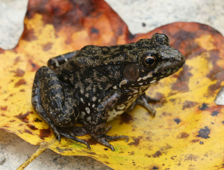 Green Frog